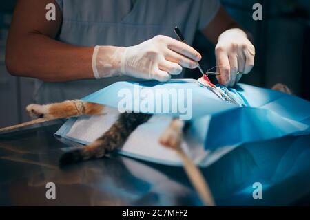 Hands of veterinary doctor during cat surgery in animal clinic. Stock Photo