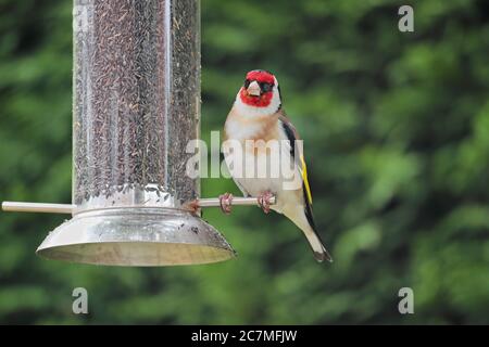 A goldfinch Carduelis carduelis perched on a nyjer seed feeder against a green background. Stock Photo