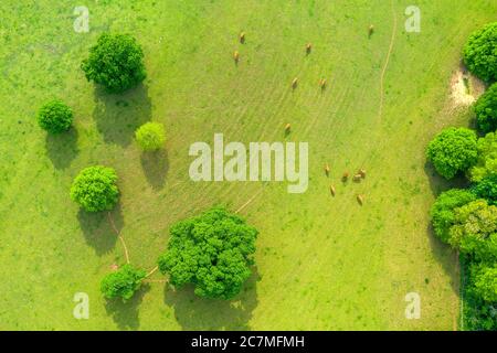 Spring in Devon near Exeter, Devon, England, United Kingdom, Europe Stock Photo