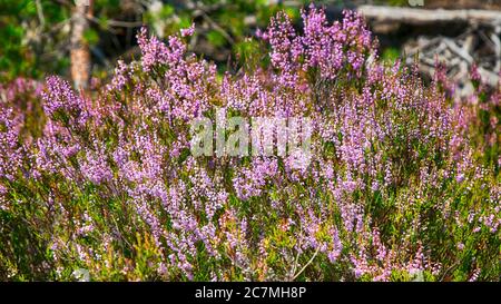 Summer flowers and Heath. Bell heather, Erica (Calluna vulgaris) blooms pink in the sunlight