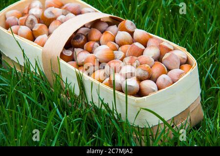 wicker basket full of freshly picked hazelnuts on the grass Stock Photo