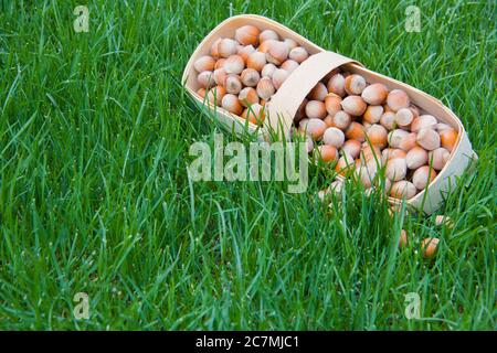 wicker basket full of freshly picked hazelnuts on the grass Stock Photo