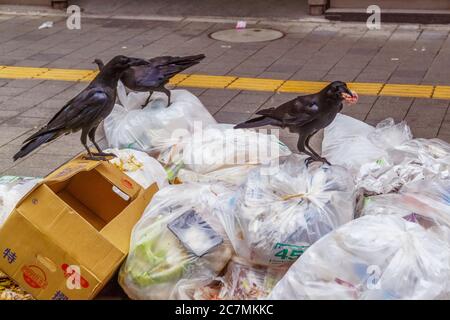 Crows sitting on top of pile of garbage bags in urban neighborhood Stock Photo