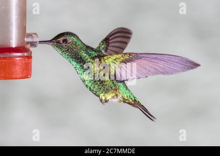 Western Emerald hummingbird, Chlorostilbon melanorhyncus, at Tandayapa Lodge in Ecuador. Stock Photo