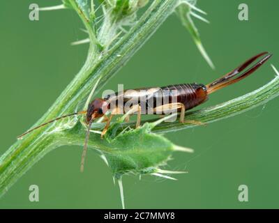male common or European earwig, Forficula auricularia,with very large pincers, climbing on thistle plant stem, side view. Boundary Bay saltmarsh Stock Photo