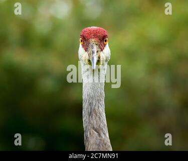 Sarasota, USA, 18July 2020 - An adult sandhill crane in Sarasota, Florida.  Credit:  Enrique Shore/Alamy Stock Photo Stock Photo