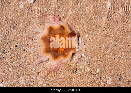 Lion's Mane Jellyfish, Cyanea capillata, swimming in shallow water on Montrose Beach, Angus, Scotland, UK in July Stock Photo