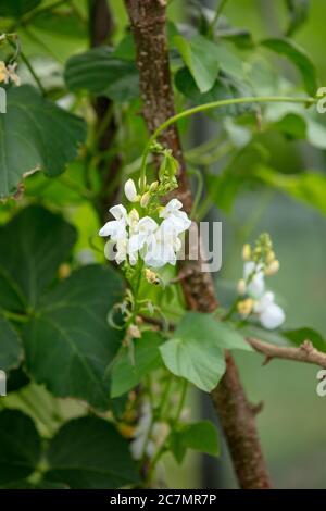 White flowering runner bean seen climbing on bamboo sticks on the allotment in July. Stock Photo