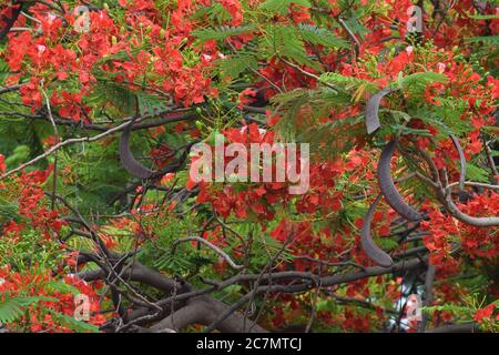 phoenix flower or delonix regia is a species of flowering plant Stock Photo