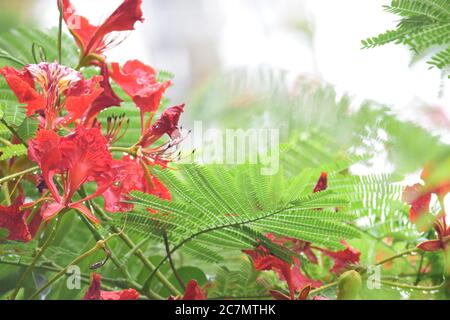 phoenix flower or delonix regia is a species of flowering plant Stock Photo