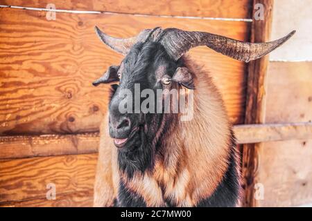 Evil looking male ram goat with large horns looking at camera sideways with mouth open - close-up headshot with rustic shed background Stock Photo