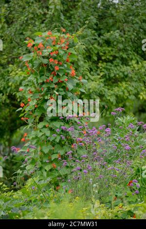 Phaseolus coccineus runner bean plant red stage of growth showing flowers and green leaves growing tall. Educational how to grow 'runner beans' uk. Stock Photo