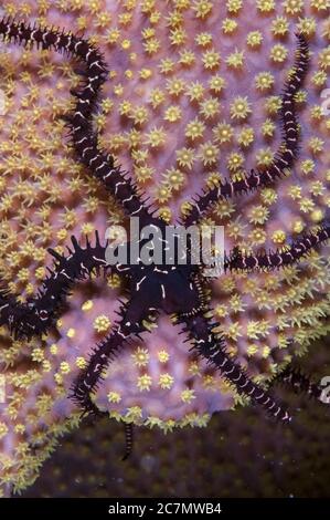 Variable Brittle Star, Ophiomastix variabilis, on coral, night dive, Paradise II dive site, Sipadan Water Village House Reef, Mabul Island, near Sipad Stock Photo