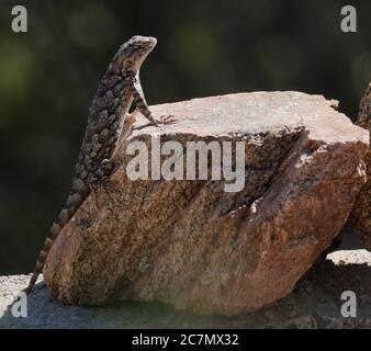 Close up of a Clark's Spiny Lizard sunbathing in the morning light. Stock Photo