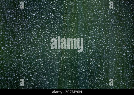 Abstract background of wet window glass with rain water drops. Summer green blurred backdrop and selective focus. Stock Photo