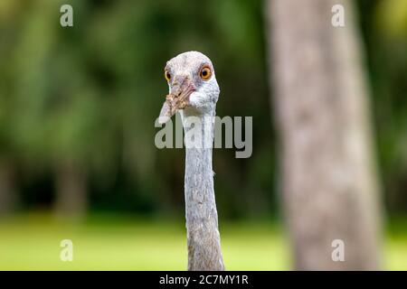 Sarasota, USA, 18July 2020 - A sandhill crane in Sarasota, Florida.  Credit:  Enrique Shore/Alamy Stock Photo Stock Photo