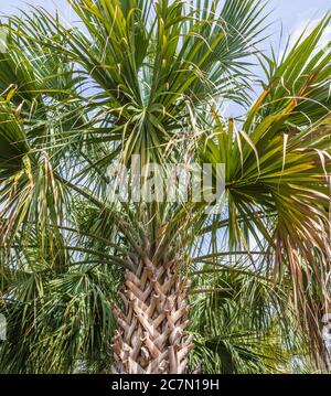Texas Sabal Palm at Mercer Arboretum and Botanical Gardens in Spring, Texas. Stock Photo