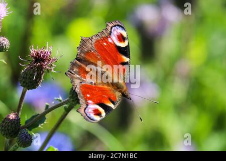 Peacock butterfly aglais io takes nectar from thistle blossom ...