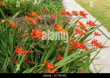 Crocosmia 'lucifer' (Montbretia) with fiery scarlet flowers flowering in July or summer, UK Stock Photo