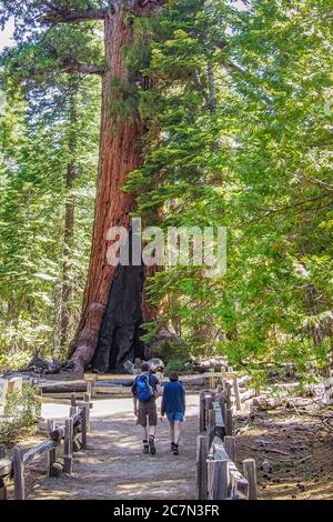 Hikers walking toward the 'Grizzly Giant', a giant sequoia, located in Mariposa Grove, Yosemite National Park. Stock Photo