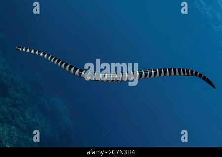 Chinese Sea Snake, Laticauda colubrina, Snake Ridge dive site, Gunung Api, near Alor, Indonesia, Banda Sea, Pacific Ocean Stock Photo