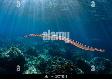 Chinese Sea Snake, Laticauda colubrina, with sun rays in background, Snake Ridge dive site, Gunung Api, near Alor, Indonesia, Banda Sea, Pacific Ocean Stock Photo