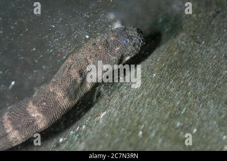 Marine File Snake, Acrochordus granulatus, on black sand, night dive, Bethlehem dive site, Poopoh, Manado, Sulawesi, Indonesia, Pacific Ocean Stock Photo