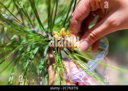 Macro closeup of woman hand collecting pine cones pollen and needles on tree branch into plastic back in forest and blurry blurred background Stock Photo