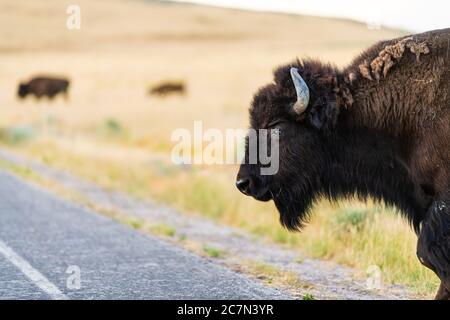 Bison head closeup animal crossing road on Antelope Island State Park near Great Salt Lake City in Utah, USA with herb in blurry background Stock Photo