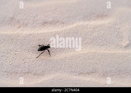 White sands dunes national monument park closeup of beetle insect macro texture in New Mexico Stock Photo