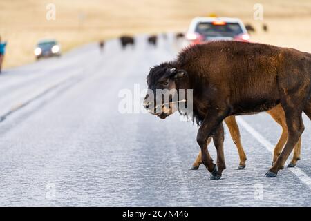 Bison calves herd crossing road on Antelope Island State Park near Great Salt Lake City in Utah, USA with animal chewing grass stick in mouth Stock Photo