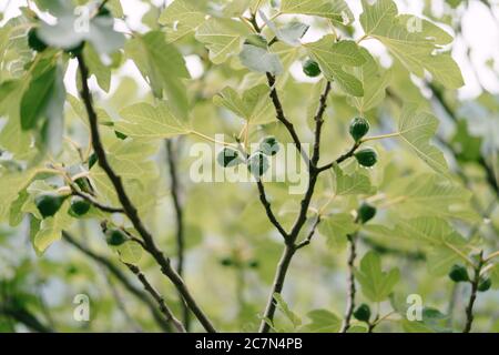 Many fruits of green figs on tree branches covered with raindrops. Stock Photo