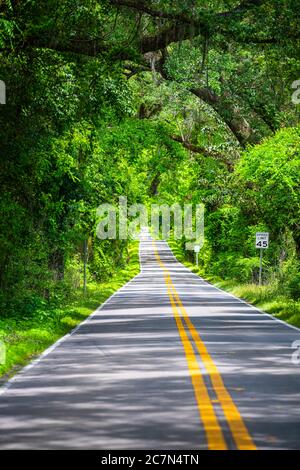 Tallahassee, Florida empty road vertical view with do not pass sign on Miccosukee scenic canopy street with nobody during day with southern live oak t Stock Photo