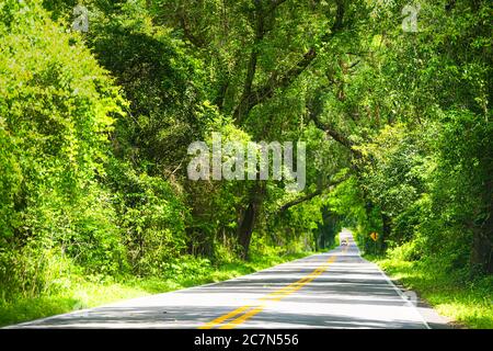 Tallahassee, USA city with miccosukee street scenic canopy road with nobody in Florida during day with southern live oak trees Stock Photo