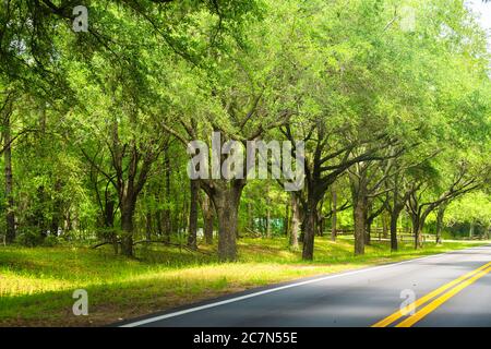 Tallahassee capital city street scenic road in Florida during sunny day with trees and sunlight Stock Photo