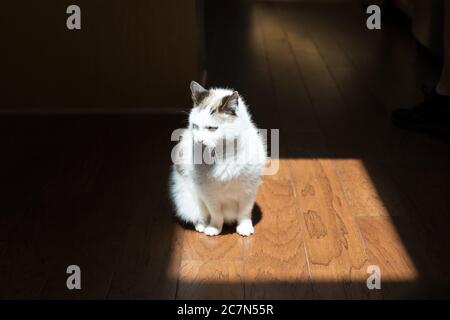 A cat sitting in a spot of sunlight. Stock Photo