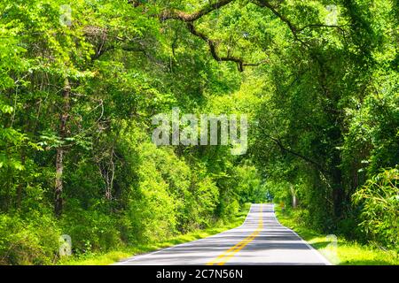 Tallahassee, Florida sunny road view on Miccosukee scenic canopy street with nobody during day with southern live oak trees Stock Photo