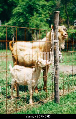 Mom is a goat and a little goat behind a fence on a goat farm. Stock Photo