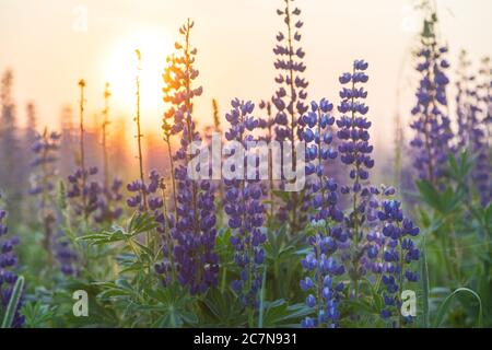 Sunset or dawn on field with green grass and lupins in the fog. Country landscape. Countryside concept. Stock Photo