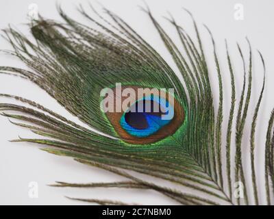 A Single Peacock Feather on a White Background Stock Photo