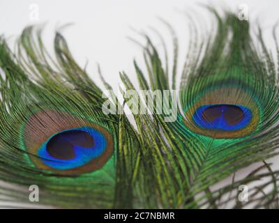 Close up macro shot of Multiple peacock feathers Stock Photo