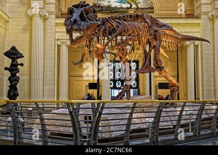 'Sue' the dinosaur at main hall of The Field Museum of Natural History in Chicago . Stock Photo