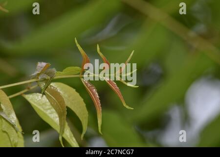 Neem leaves on blurred background Stock Photo