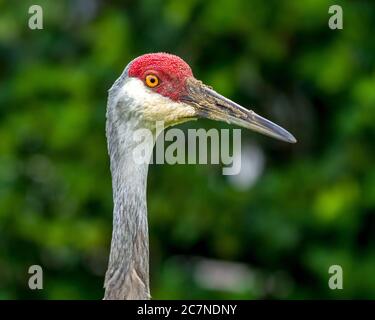 Sarasota, USA, 18July 2020 - An adult sandhill crane in Sarasota, Florida.  Credit:  Enrique Shore/Alamy Stock Photo Stock Photo