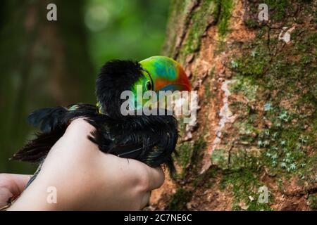 A tucan being held by a volunteer at a rescue center in Puerto Viejo, Costa Rica Stock Photo