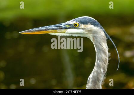 Sarasota, USA, 18July 2020 - A blue heron looking for fish in a pond in Sarasota, Florida.  Credit:  Enrique Shore/Alamy Stock Photo Stock Photo