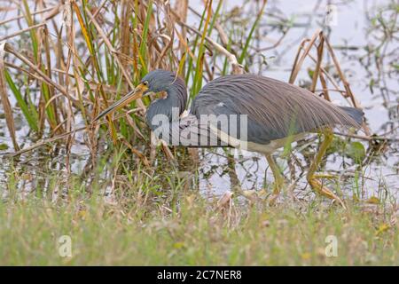 Tricolored Heron Searching for Food in Elm Lake in Brazos Bend State Park in Texas Stock Photo