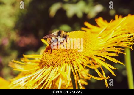Bee on a yellow flower. Stock Photo