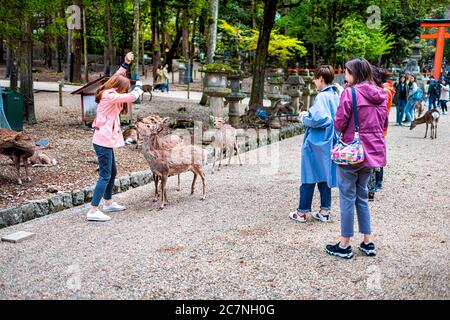 Nara, Japan - April 15, 2019: People tourists at Kasuga jinja torii gate temple shrine with path and feeding sika friendly deer Stock Photo