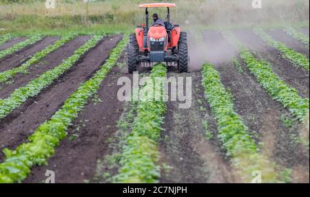 Victoria B.C. Canada- June 26/2020: A tractor works in a farmers field weeding between rows of produce. Stock Photo